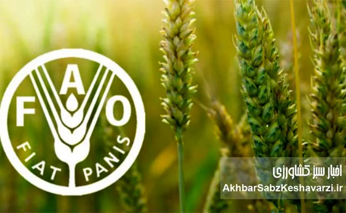 فائو: آینده شهرهای جهان به خاک سالم وابسته است