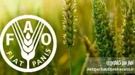فائو: آینده شهرهای جهان به خاک سالم وابسته است