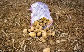 پشت پرده کمبود سیب‌زمینی؛ از احتکار تا تکذیب واردات صوری