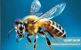 آیا شنیده‌اید که زنبور عسل هم مست می‌شود؟ وقتی زنبورها «آب‌شنگولی» می‌زنند!+ویدئو