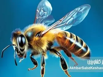 آیا شنیده‌اید که زنبور عسل هم مست می‌شود؟ وقتی زنبورها «آب‌شنگولی» می‌زنند!+ویدئو