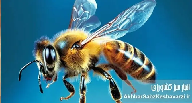 آیا شنیده‌اید که زنبور عسل هم مست می‌شود؟ وقتی زنبورها «آب‌شنگولی» می‌زنند!+ویدئو