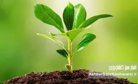 گیاهانی که خاک را سالم و حاصلخیز می‌کنند