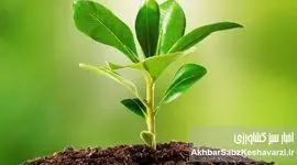 گیاهانی که خاک را سالم و حاصلخیز می‌کنند