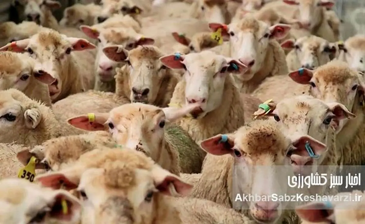 قیمت گوسفند زنده عید قربان ۱۴۰۳