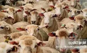 قیمت گوسفند زنده عید قربان ۱۴۰۳
