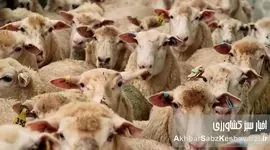 قیمت گوسفند زنده عید قربان ۱۴۰۳