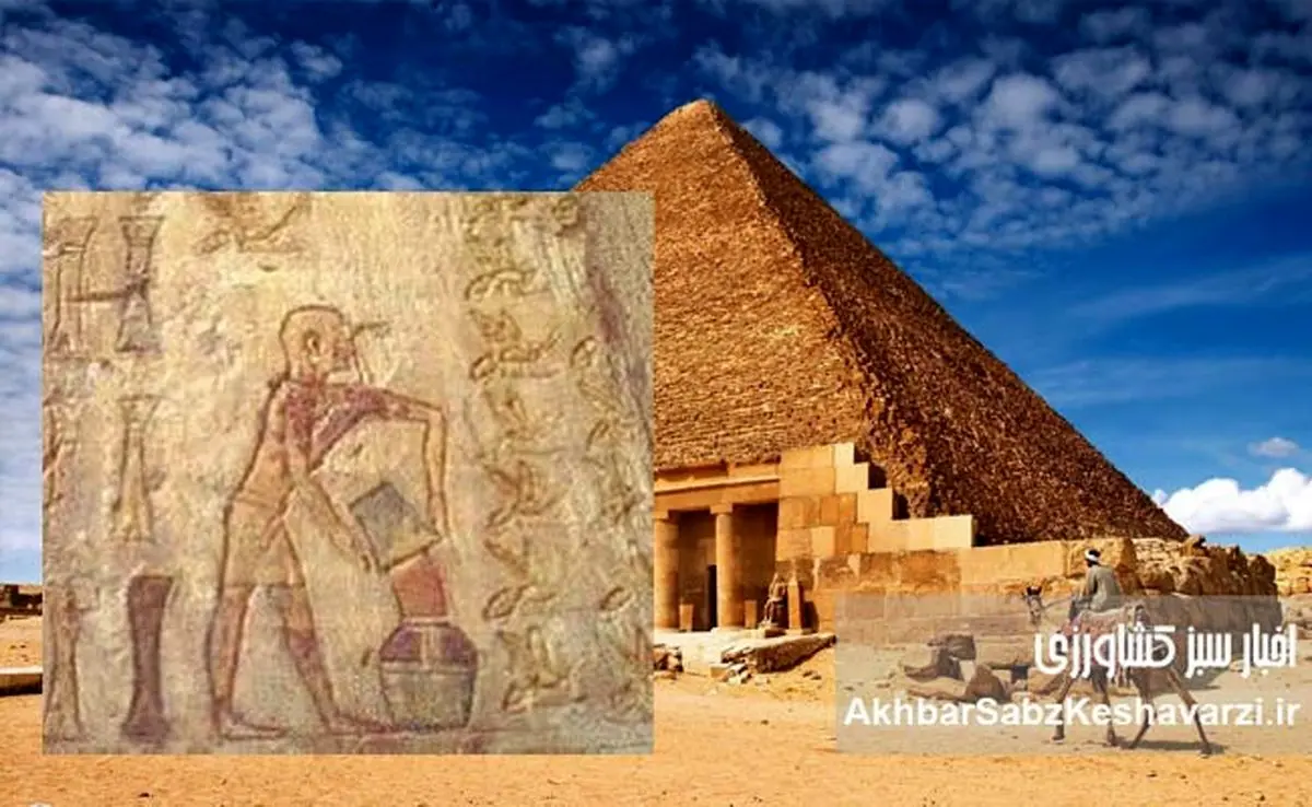 عسل فناناپذیر اهرام مصر پس از 3000 سال+ ویدئو