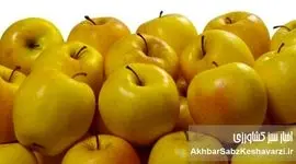 یک سیب در روز، پزشک را از شما دور می‌کند: راز سلامتی در این میوه ساده نهفته است!