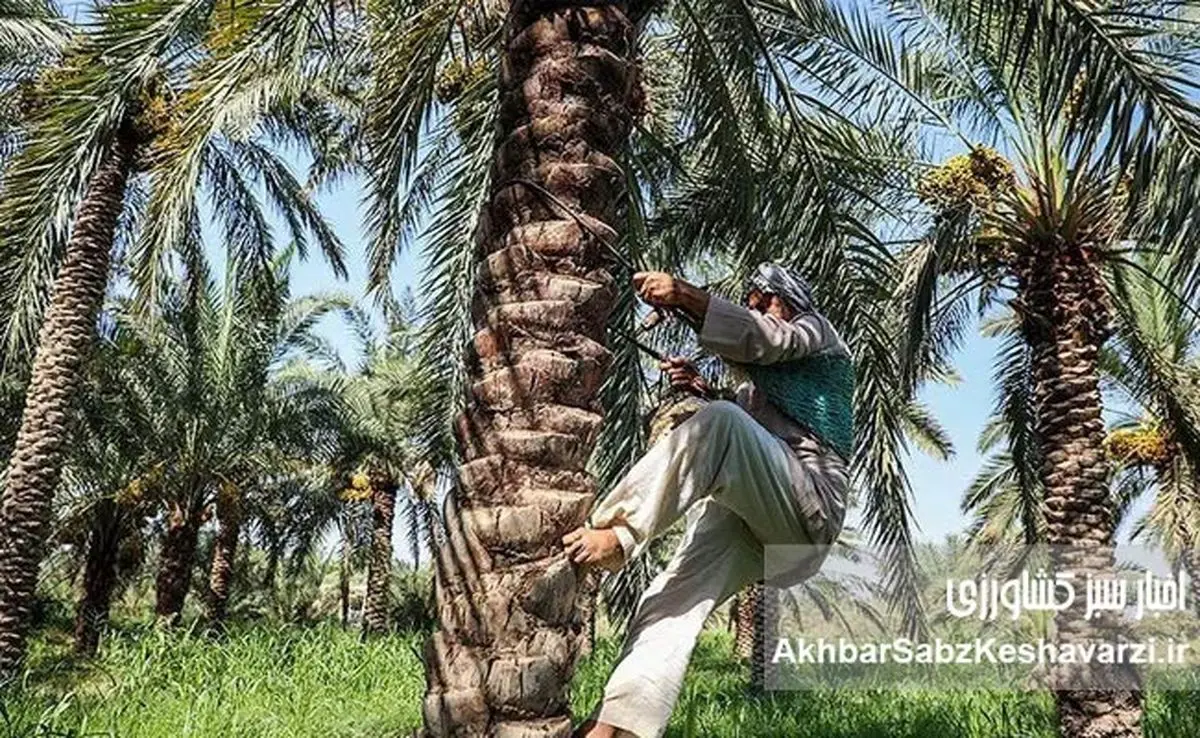 بحران آب آبادان و خرمشهر: وقتی سیاستگذاریهای غلط، کام نخلها را تلخ میکند!