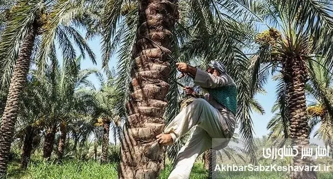 بحران آب آبادان و خرمشهر: وقتی سیاست‌گذاری‌های غلط، کام نخل‌ها را تلخ می‌کند!