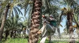 بحران آب آبادان و خرمشهر: وقتی سیاست‌گذاری‌های غلط، کام نخل‌ها را تلخ می‌کند!