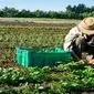 کشاورزی ارگانیک؛ رویکردی پایدار برای تغذیه سالم و حفظ محیط زیست