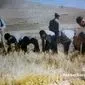 آموزش کشاورزی: از شبدر دهه ۴۰ تا مشارکت ملی در انتخاب ارقام