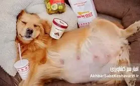 اصول تغذیه و مراقبت از سگ‌های باردار