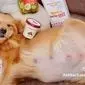 اصول تغذیه و مراقبت از سگ‌های باردار
