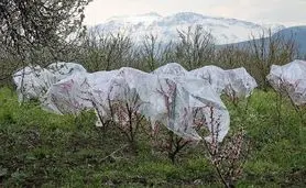 بحران سرمازدگی در باغات آذربایجان؛ انتقاد شدید نمایندگان مجلس از تعلل جهاد کشاورزی