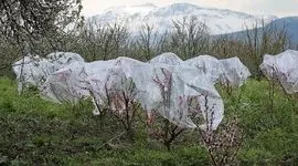 بحران سرمازدگی در باغات آذربایجان؛ انتقاد شدید نمایندگان مجلس از تعلل جهاد کشاورزی