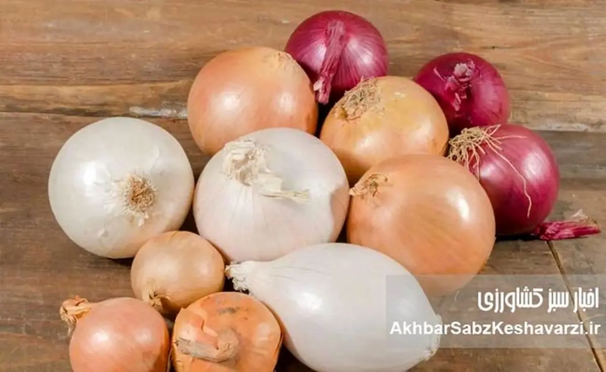 پیاز سفید یا قرمز؟ مقایسه کامل خواص و فواید این دو دوست سلامتی