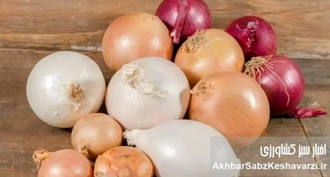 پیاز سفید یا قرمز؟ مقایسه کامل خواص و فواید این دو دوست سلامتی