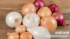 پیاز سفید یا قرمز؟ مقایسه کامل خواص و فواید این دو دوست سلامتی