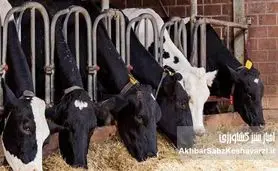 تسهیلات بانکی می‌تواند مشکلات تولیدکنندگان گوشت قرمز را حل کند؟