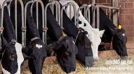 تسهیلات بانکی می‌تواند مشکلات تولیدکنندگان گوشت قرمز را حل کند؟