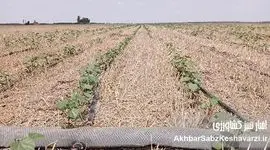 کشاورزی حفاظتی: انقلابی سبز در مزرعه شما (راهنمای جامع + مزایا)+ ویدئو