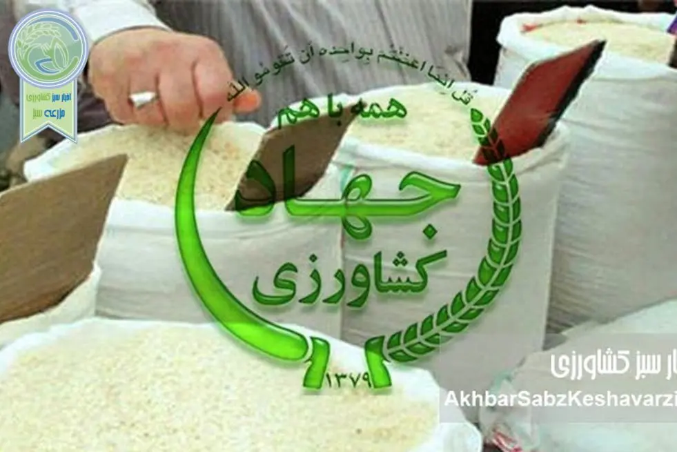 ارز ۲۸۵۰۰ تومانی برای واردکنندگان، برنج ۲۰۰ هزار تومانی برای مردم!