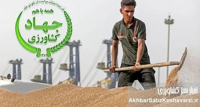 سقوط ۵۵ درصدی امنیت غذایی: واردات گندم به جای خودکفایی