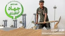 سقوط ۵۵ درصدی امنیت غذایی: واردات گندم به جای خودکفایی