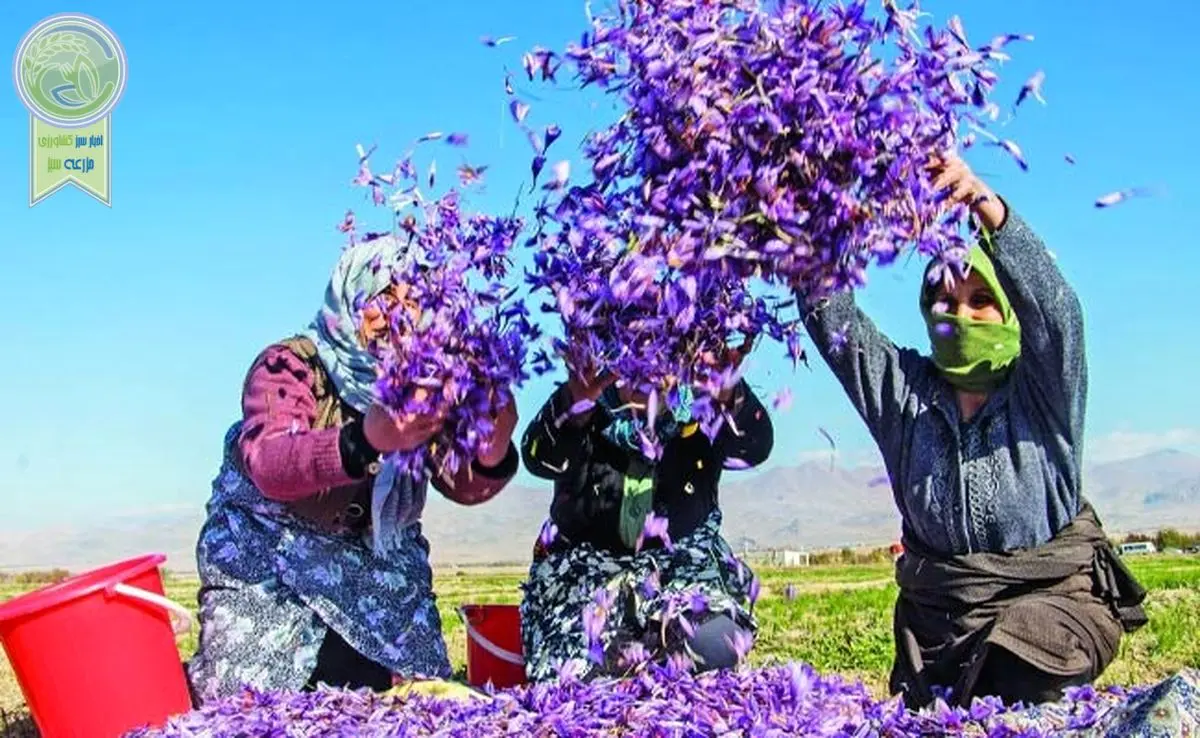 پتانسیل تولید هزار تن زعفران در کشور

