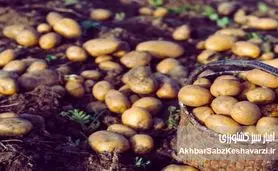 گرانی و کمبود پروتئین؛ سیب‌زمینی جایگزین گوشت شد