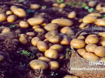 گرانی و کمبود پروتئین؛ سیب‌زمینی جایگزین گوشت شد