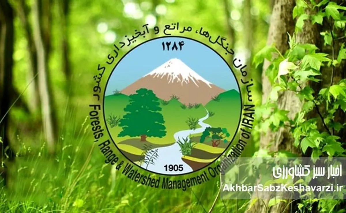 احتمال ناپدید شدن ۱۱۵ میلیارد ریال کارت هدیه در سازمان جنگل‌ها و مراتع کشور