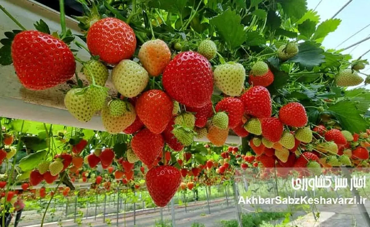 کشت هیدروپونیک؛ آینده کشاورزی بدون خاک در دستان شماست!