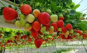 کشت هیدروپونیک؛ آینده کشاورزی بدون خاک در دستان شماست!