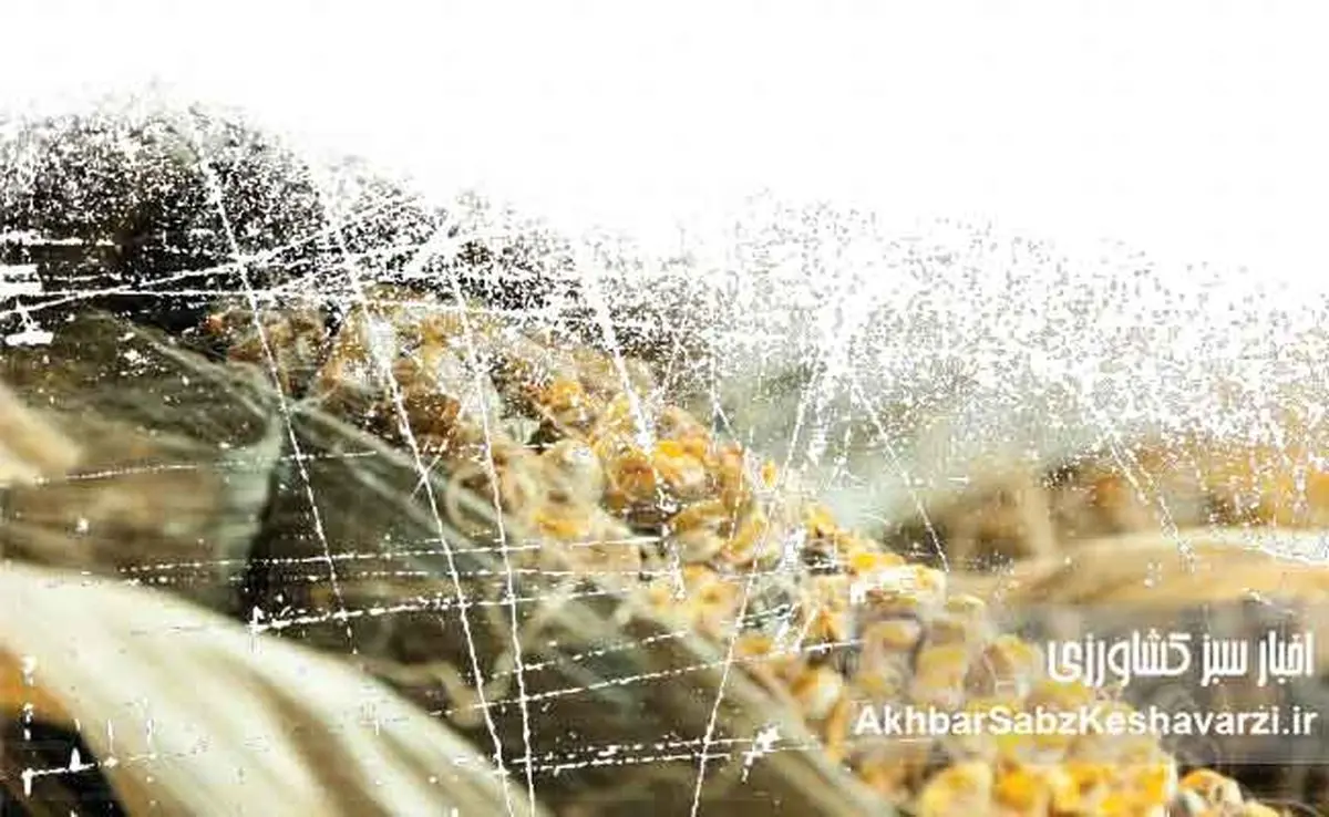 زیان‌‌های نهاده‌های آلوده در پرورش مرغ