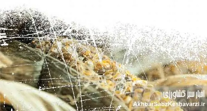 زیان‌‌های نهاده‌های آلوده در پرورش مرغ