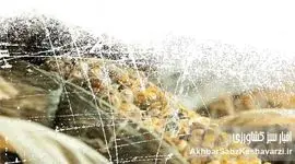 زیان‌‌های نهاده‌های آلوده در پرورش مرغ