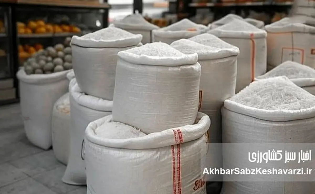 بازار برنج همچنان ملتهب؛ توزیع قطره‌چکانی بحران را چاره نمی‌کند