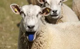 معرفی بازارهای قرمز تایید شده برای بیماری زبان آبی در ولز