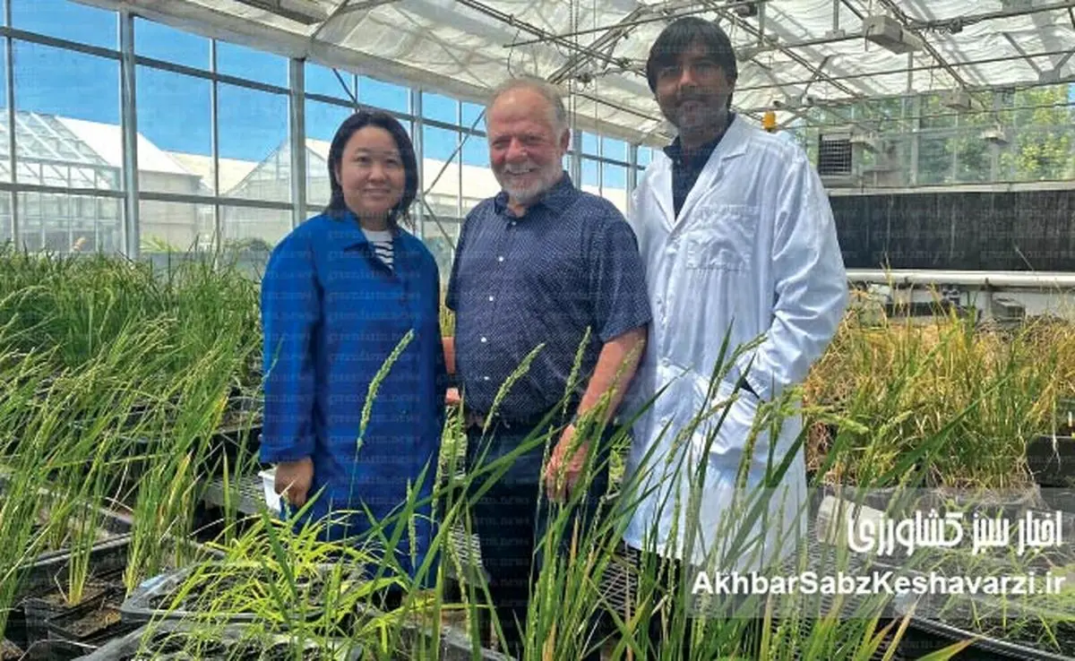 گندمی که برای خود کود می‌سازد