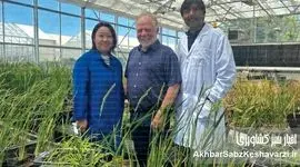 گندمی که برای خود کود می‌سازد