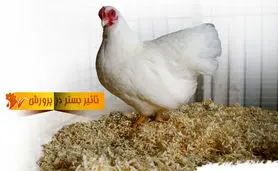 تاثیر بستر در پرورش مرغ

