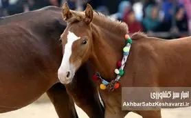 پرورش اسب: رؤیایی اصیل یا چالشی پرهزینه؟ راهنمای جامع کسب‌وکار پرورش اسب