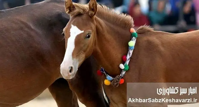 پرورش اسب: رؤیایی اصیل یا چالشی پرهزینه؟ راهنمای جامع کسب‌وکار پرورش اسب