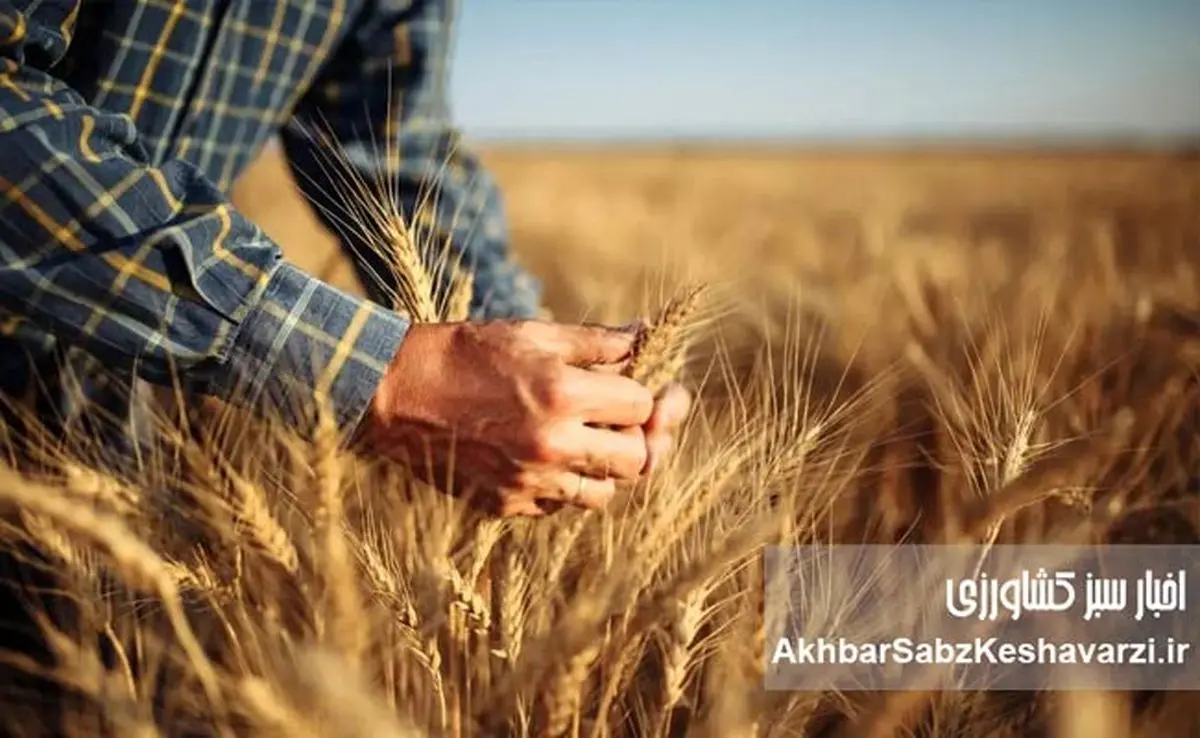بحران گندم: از خودکفایی تا واردات ۵ میلیون تنی