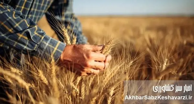 بحران گندم: از خودکفایی تا واردات ۵ میلیون تنی