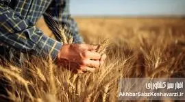 بحران گندم: از خودکفایی تا واردات ۵ میلیون تنی